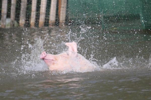 Lợn nhảy cầu, tập bơi hút du khách ở Trung Quốc