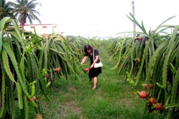 Bình Thuận làm tour du lịch đến vườn thanh long
