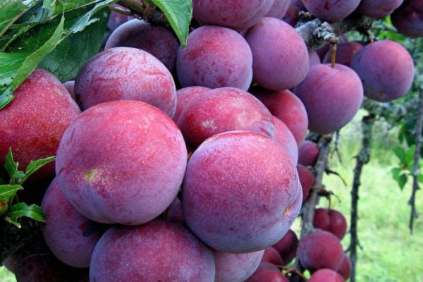 Những loại trái cây đặc sản về mùa hè trên Tây Bắc 