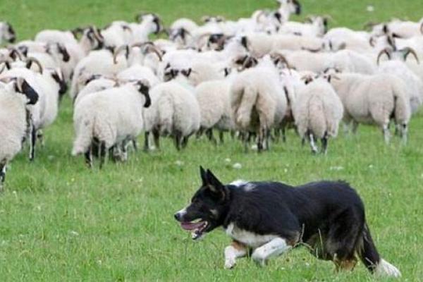 Chuyện con sói và bầy cừu: Bài học kinh doanh ý nghĩa ai cũng cần biết để không bị vấp ngã